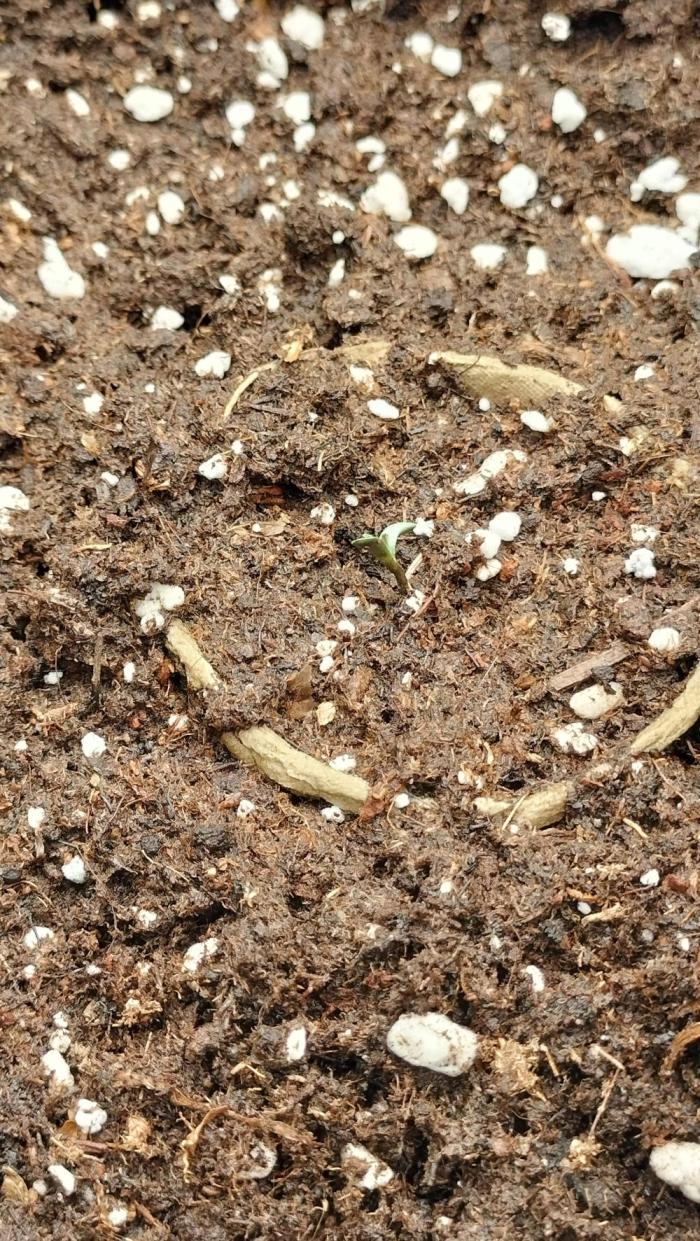 Auto Winter Season-42Buds-Auto Zkittlez. Week 0 - Auto Zkittlez OaSeeds 🐥