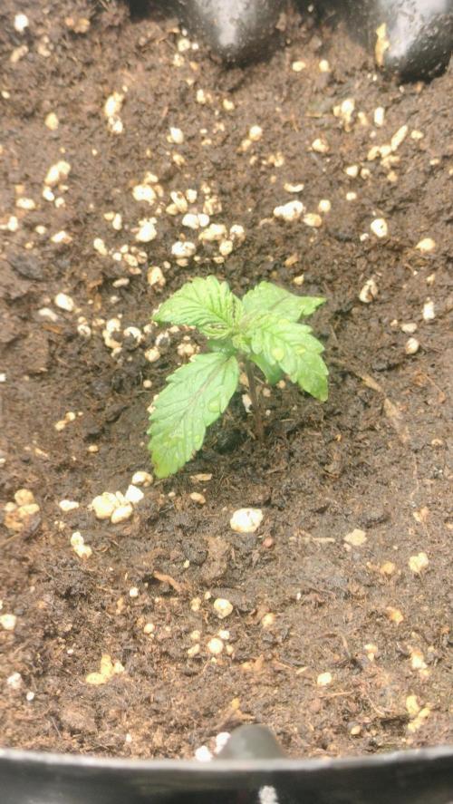 Winter Auto-42 Buds-Lemon Cherry Cookies. Week 1 - Early plantula stage - Veg phase - week 0