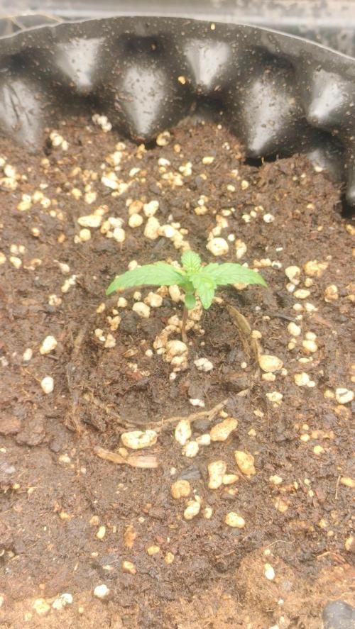 Winter Auto -42 Buds-Purple Lemonade. Week 1 - Early plantula - veg phase week 0