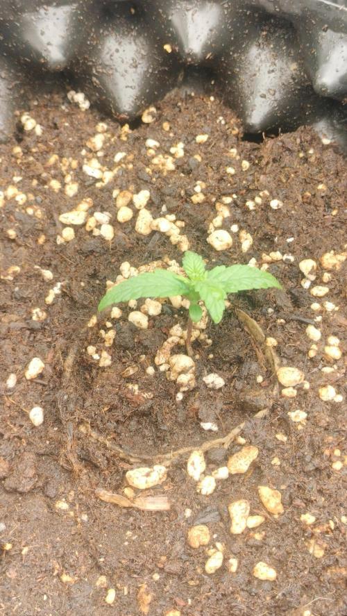 Winter Auto -42 Buds-Purple Lemonade. Week 1 - Veg phase week 0 - Purple Lemonade Auto