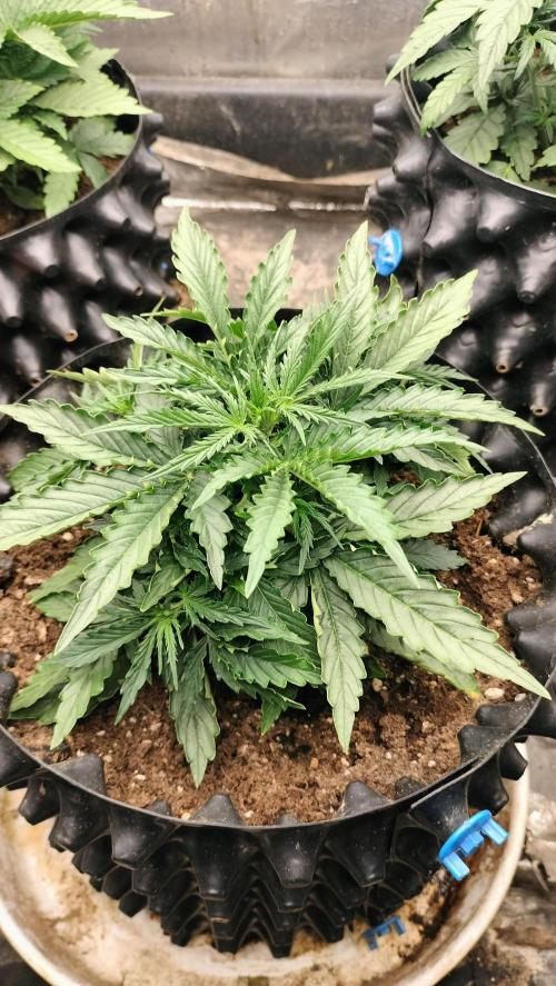 Auto Winter Season-42Buds-Auto Zkittlez. Week 2 - Auto Zkittlez - Vegetative growth- strong internodal development