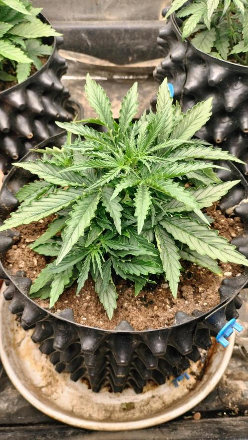 Auto Winter Season-42Buds-Auto Zkittlez. Week 2 - Auto Zkittlez - day 27