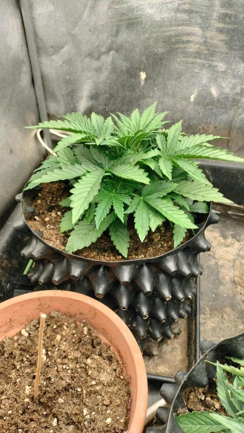 Winter Auto -42 Buds-Purple Lemonade. Week 2 - Purple Lemonade - week 2 - Vegetative phase