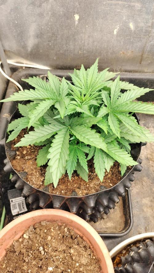 Winter Auto -42 Buds-Purple Lemonade. Week 2 - Purple Lemonade - Indica pheno with large leafs and internodal multiply. 