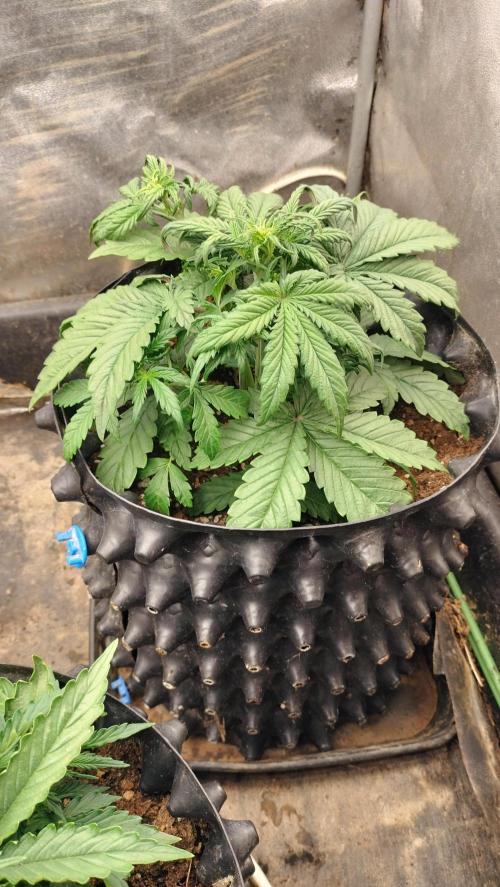 Winter Auto-42 Buds-Lemon Cherry Cookies. Week 2 - Lemon Cherry Cookies Auto - Vegetative phase - week 2