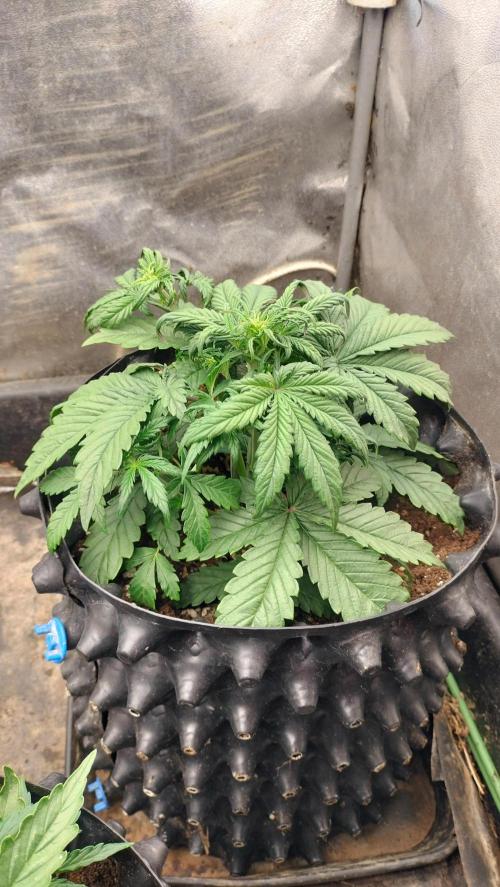 Winter Auto-42 Buds-Lemon Cherry Cookies. Week 2 - Lemon Cherry Cookies - day 27 - Indica phenotype expression (pine like)