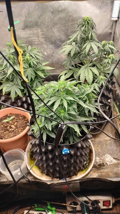 Winter Auto-42 Buds-Lemon Cherry Cookies. Week 4 - Lemon Cherry Auto - vegetative/ early flowering transition