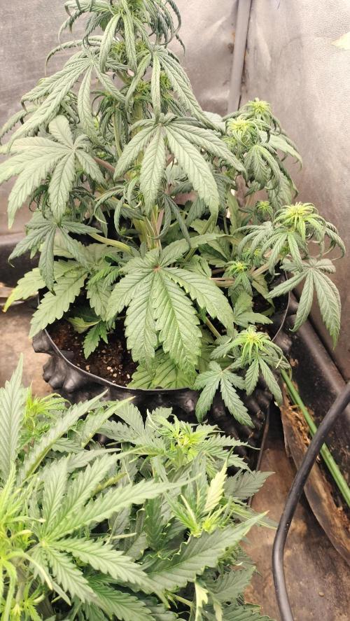 Winter Auto-42 Buds-Lemon Cherry Cookies. Week 4 - Lemon Cherry Auto - early blooming - week 4 + 3 days (31 day since sprouting