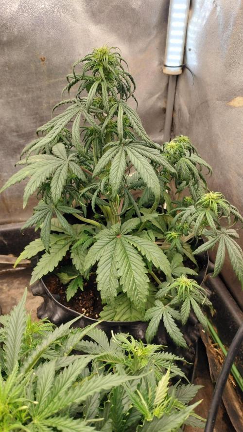 Winter Auto-42 Buds-Lemon Cherry Cookies. Week 4 - Lemon Cherry Auto - LST clips - Central Cola + Lateral Bud multiply