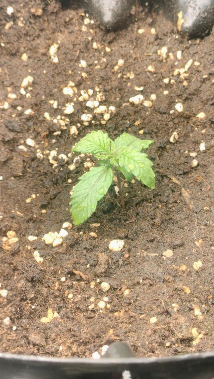 Inter Season Auto - Budha Tangie Auto. Week 0 - Budha Auto Tangie - Sprouting day 1