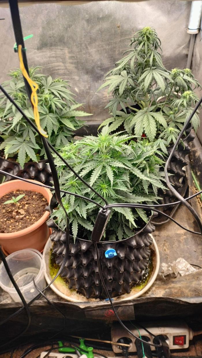 Inter Season Auto - Budha Tangie Auto. Week 3 - Left side pot - 2 liter - stretching vegetative week 2