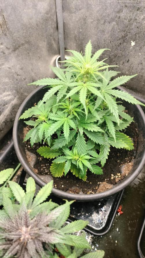 Inter Season Auto - Budha Tangie Auto. Week 4 - Fantastic stretching and wonderful side branching 