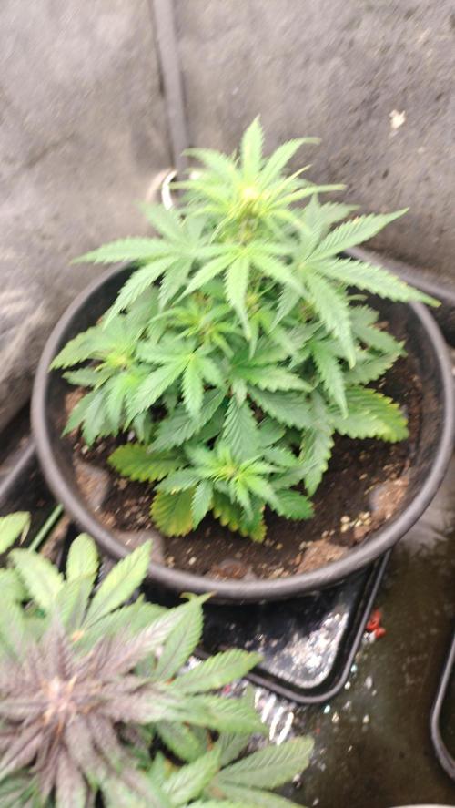 Inter Season Auto - Budha Tangie Auto. Week 4 - Great genetic and a very solid growth