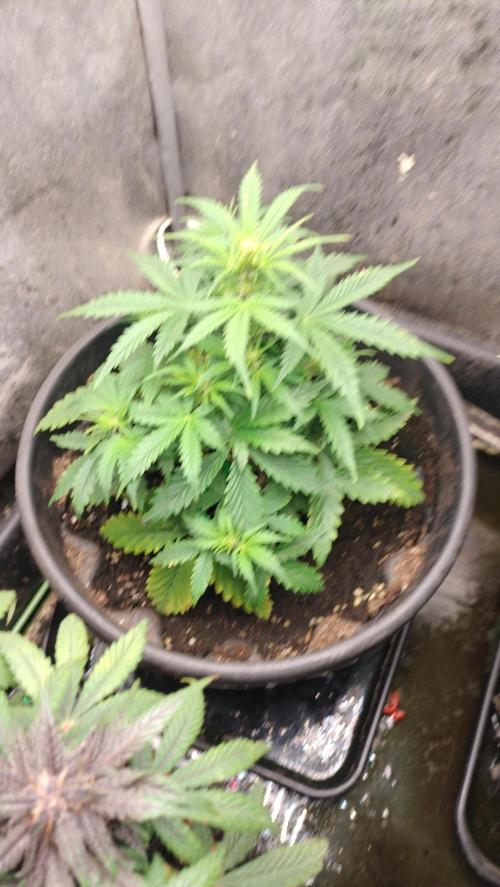Inter Season Auto - Budha Tangie Auto. Week 4 - A fine reply on the vertical growth