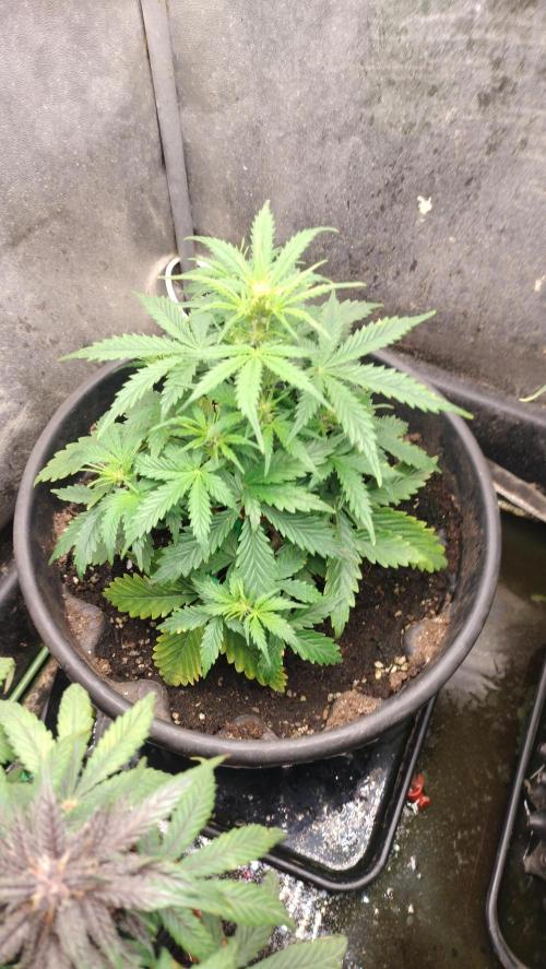 Inter Season Auto - Budha Tangie Auto. Week 4 - Starting on flowering multiply