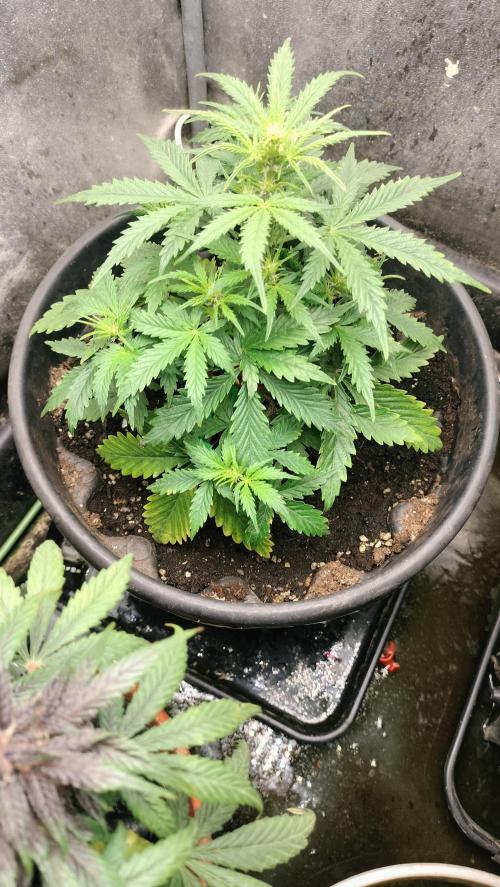 Inter Season Auto - Budha Tangie Auto. Week 4 - Great street hi g process