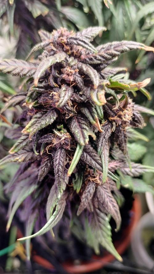 Winter Auto-42 Buds-Lemon Cherry Cookies. Week 8 - Amazingly strong development with exuberant purple colours and fantastic terpene