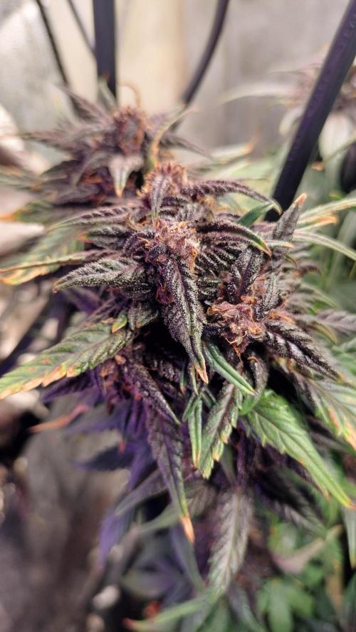 Winter Auto-42 Buds-Lemon Cherry Cookies. Week 8 - Already formed buds