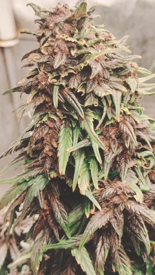 Winter Auto-42 Buds-Lemon Cherry Cookies. Week 8 - Oversized cola- side view