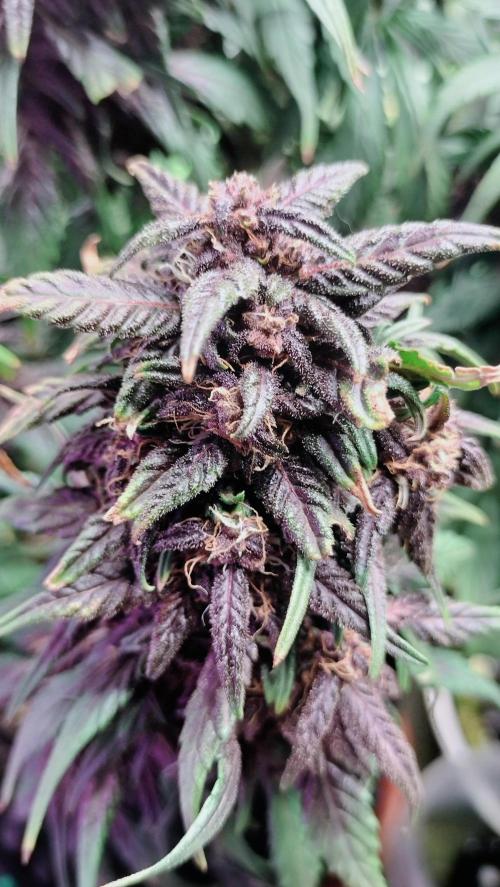 Winter Auto-42 Buds-Lemon Cherry Cookies. Week 8 - Cola exuberant colours and unbelievable scents of sandal and fruits