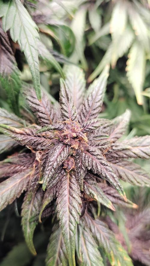 Winter Auto-42 Buds-Lemon Cherry Cookies. Week 8 - Top view on side branch buds