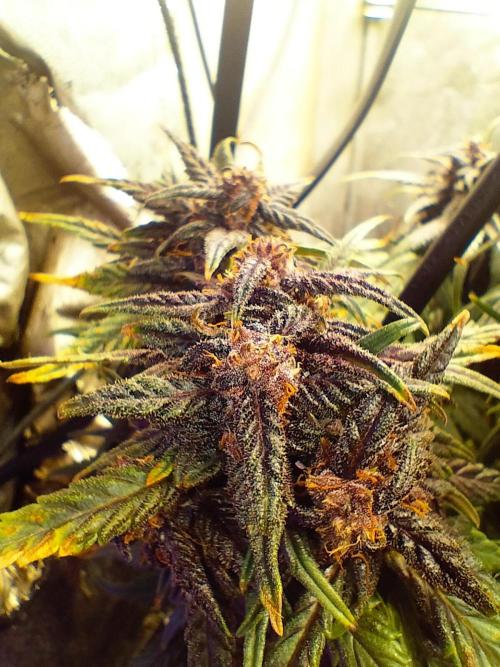 Winter Auto-42 Buds-Lemon Cherry Cookies. Week 8 - Strong brownish/purple cola with orange pistls