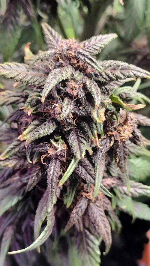 Winter Auto-42 Buds-Lemon Cherry Cookies. Week 8 - Oversized central cola