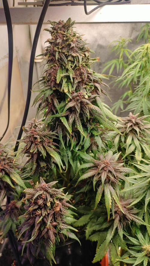 Winter Auto-42 Buds-Lemon Cherry Cookies. Week 8 - Overall view