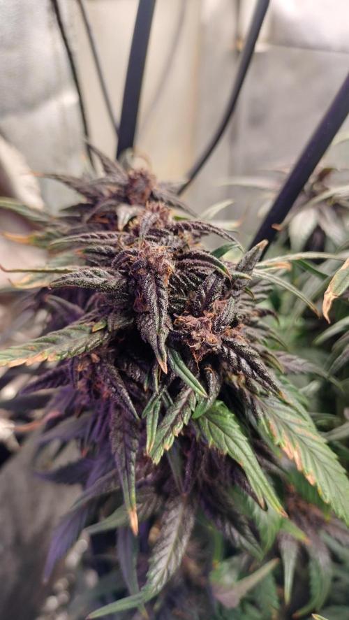 Winter Auto-42 Buds-Lemon Cherry Cookies. Week 8 - Beautiful colours and scents