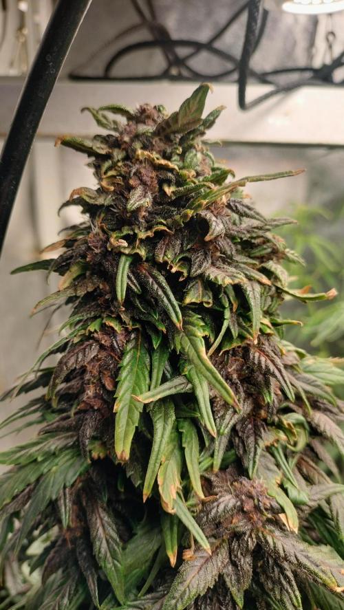 Winter Auto-42 Buds-Lemon Cherry Cookies. Week 8 - Beautiful central cola