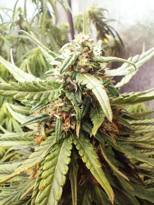Winter Auto -42 Buds-Purple Lemonade. Week 7 - Strong scents on citrus and strawberry 
