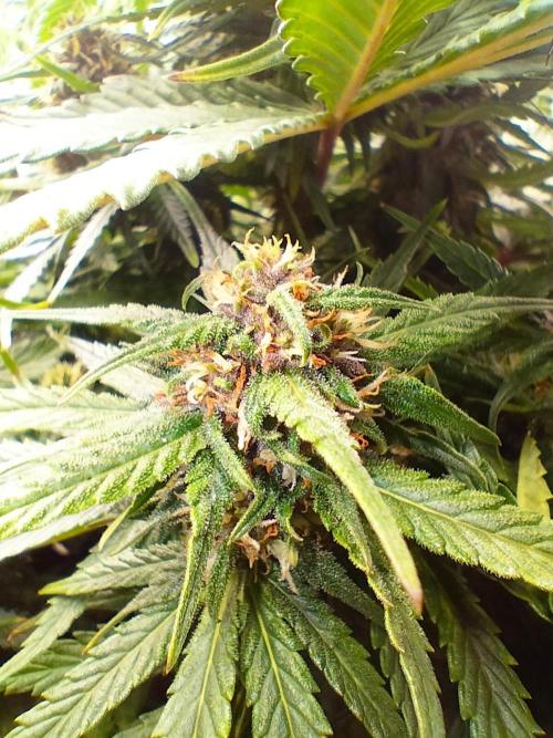 Winter Auto -42 Buds-Purple Lemonade. Week 7 - Maturing buds 2