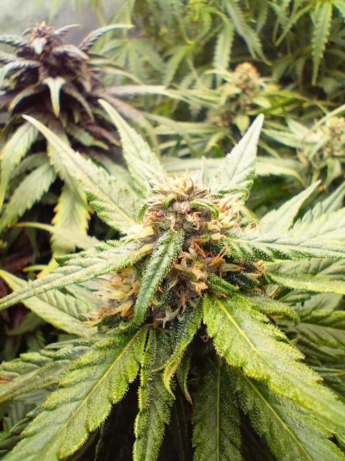 Winter Auto -42 Buds-Purple Lemonade. Week 7 - Maturing buds 3