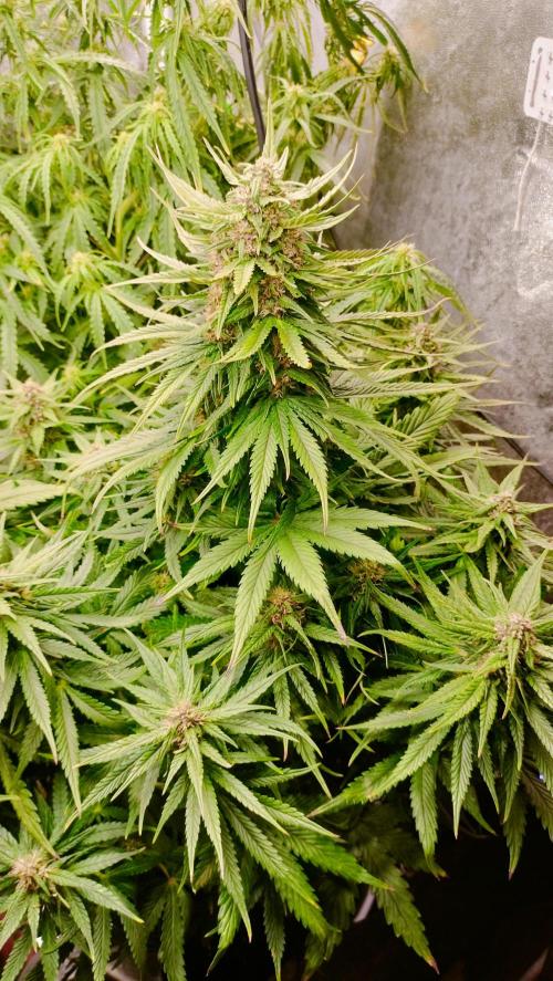 Winter Auto -42 Buds-Purple Lemonade. Week 7 - Overall sights of growth
