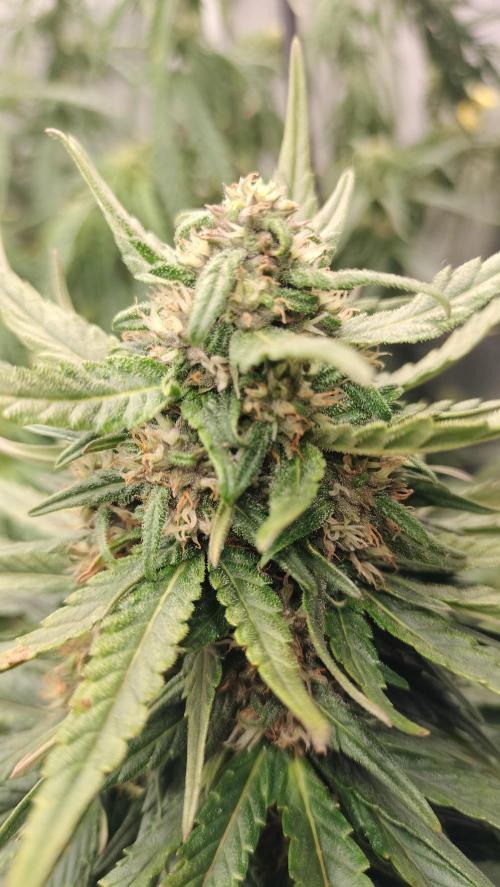 Winter Auto -42 Buds-Purple Lemonade. Week 7 - Central cola developmente
