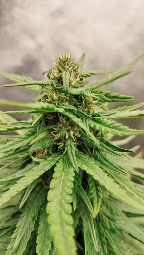 Winter Auto -42 Buds-Purple Lemonade. Week 7 - Grow progressoon