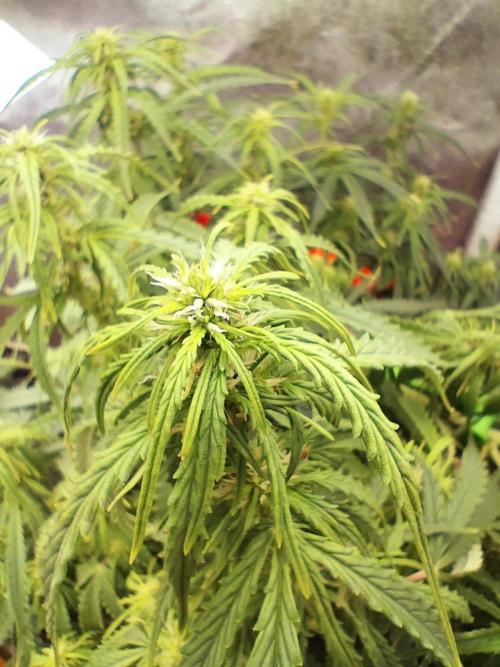 Auto Winter Season-42Buds-Auto Zkittlez. Week 6 - Developing on flowering stage