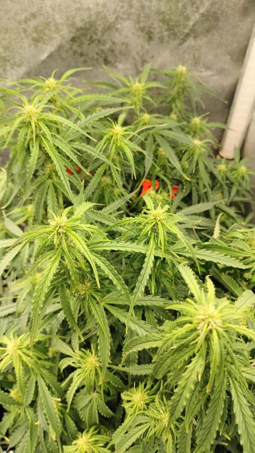 Auto Winter Season-42Buds-Auto Zkittlez. Week 6 - Multiply on flowering