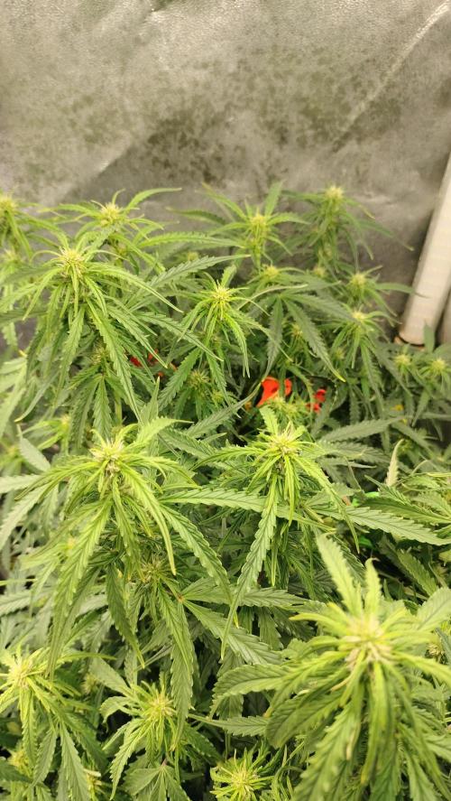 Auto Winter Season-42Buds-Auto Zkittlez. Week 6 - Many points of flowering