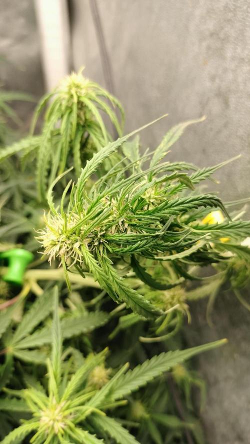 Auto Winter Season-42Buds-Auto Zkittlez. Week 6 - Buds still on formation