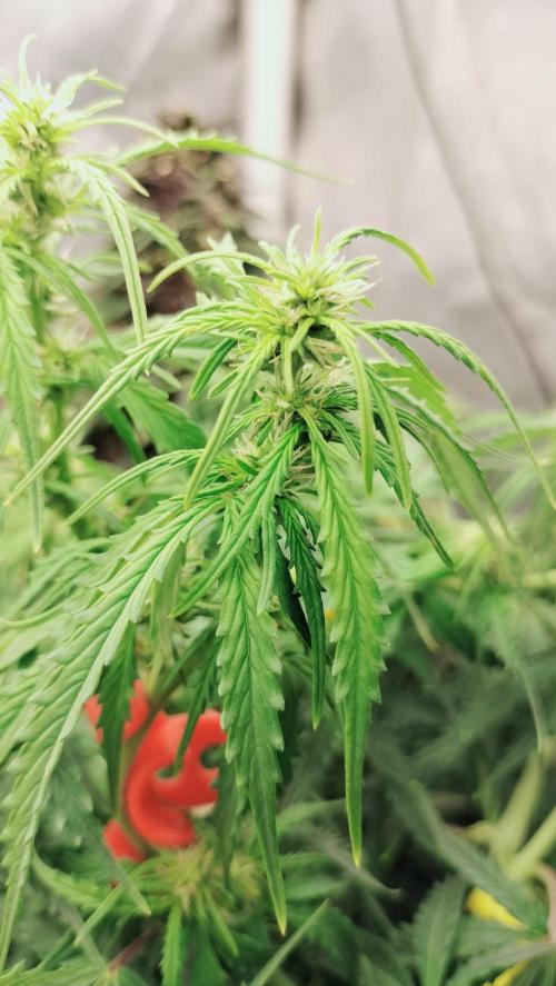 Auto Winter Season-42Buds-Auto Zkittlez. Week 6 - Buda still on formqtion