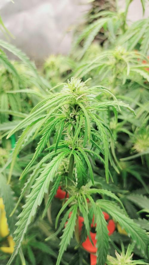 Auto Winter Season-42Buds-Auto Zkittlez. Week 6 - Full developing