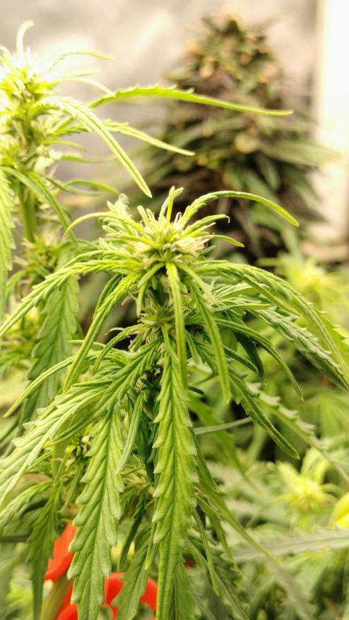 Auto Winter Season-42Buds-Auto Zkittlez. Week 6 - Developments on flowering stage