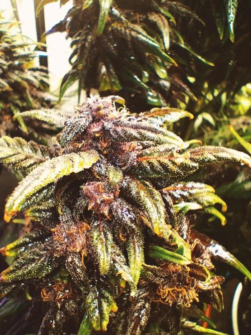 Winter Auto-42 Buds-Lemon Cherry Cookies. Week 9 - Finishing Purple cascade. Not convencional colors and terpenes very particular.