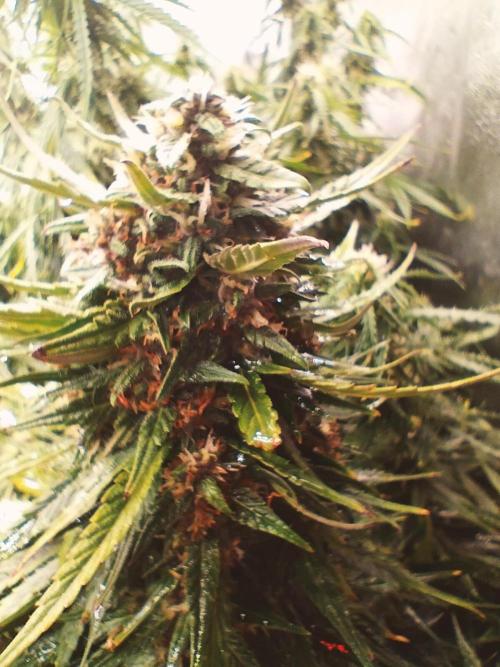 Winter Auto-42 Buds-Lemon Cherry Cookies. Week 9 - From sprout to harvest 72 days. Job complete
