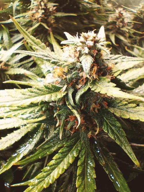 Winter Auto-42 Buds-Lemon Cherry Cookies. Week 9