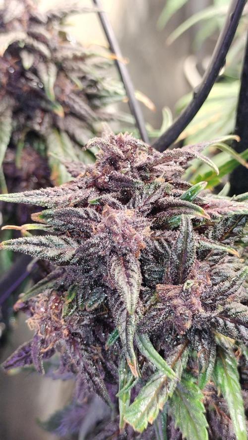 Winter Auto-42 Buds-Lemon Cherry Cookies. Week 9 - Full resine glands development. Beautiful phenotype on a incredible strain