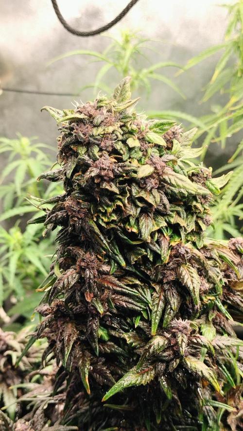 Winter Auto-42 Buds-Lemon Cherry Cookies. Week 9 - Central cola full developed. Huge sized development. A great example of 💜