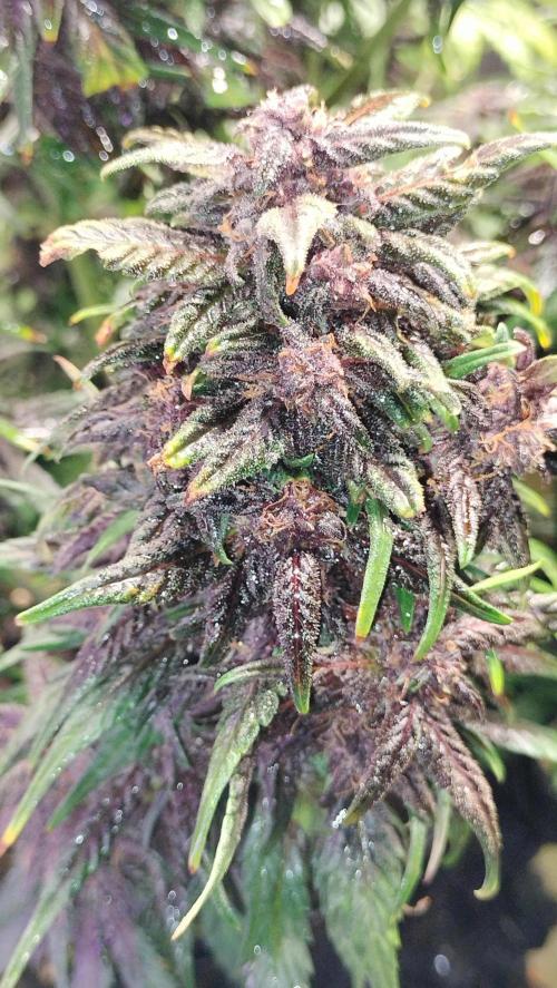 Winter Auto-42 Buds-Lemon Cherry Cookies. Week 9 - Great pheno with candy leafs filled over orange pistlis. A color cascate