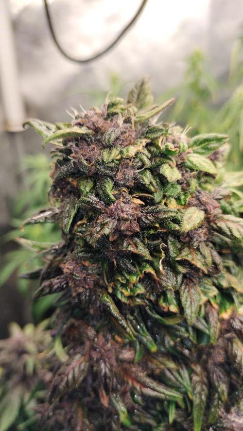 Winter Auto-42 Buds-Lemon Cherry Cookies. Week 9